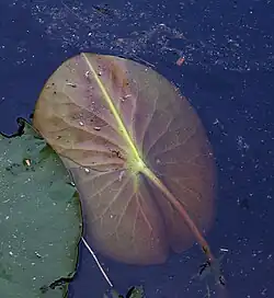 Spodnia strona liścia