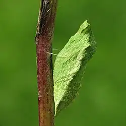 Zdjęcie wykonane z boku i na wprost, przedstawia poczwarkę pazia królowej. Poczwarka w kształcie przypomina niesymetryczny romb (lewa strona wypuka, prawa wklęsła) koloru zielonego. Poczwarka dolną częścią przylega do łodygi, a górną jest przymocowana białą nicią. Łodyga ustawiona pionowo (jej górna część lekko skręca w prawo). Łodyga fioletowo-zielona z dominującym fioletem. Na łodydze widoczny biały meszek. Tło zdjęcia zielone.