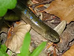 Padalec turkusowy – Ojcowski Park Narodowy