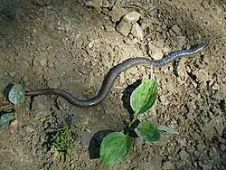 Widok całego padalca turkusowego, Beskid Sądecki