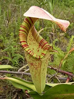 Nepenthes rafflesiana; Borneo, Sumatra, Malezja i Singapur