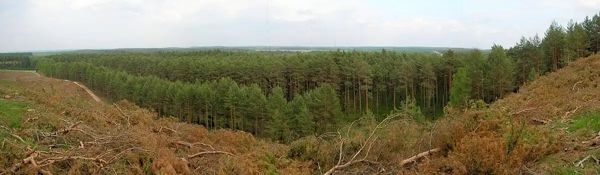 Widok z grzbietu wydmy w Puszczy Bydgoskiej