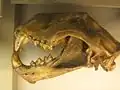 Czaszka Panthera leo atrox, Muzeum Historii Naturalnej w Waszyngtonie