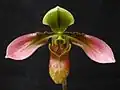 Paphiopedilum appletonianum