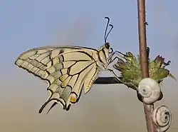 Motyl paź królowej