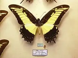 Papilio androgeus, samiec