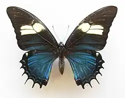 Papilio androgeus, samica