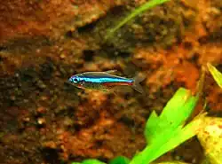 Paracheirodon simulans