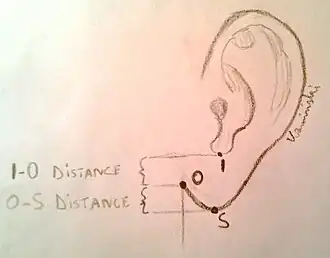 Parametry opisujące kształt płatka ucha