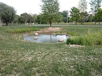 Staw na terenie parku, siedlisko ropuchy zielonej