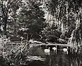 Łabędzie w parku, lata 60.