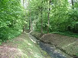 Rów na terenie Lasu Natolińskiego