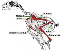 Illustration of a parrot skeleton with known bones of the St. Croix macaw marked