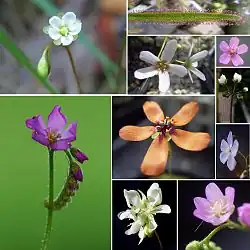 Zdjęcie złożone z wielu fotografii przedstawiających kwiaty w różnych kolorach i kształtach