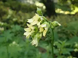 Peltobojkinia tellimowata