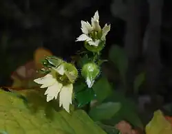 Peltobojkinia Watanabego