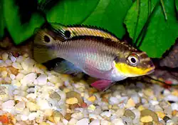 Pelvicachromis taeniatus