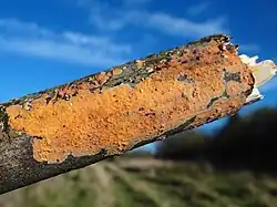 Powłocznica cielista