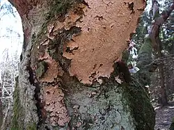 Powłocznica dębowa