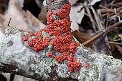 Powłocznica czerwonawa