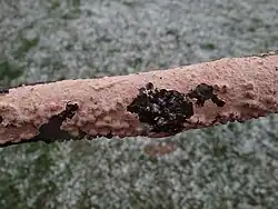 Powłocznica wierzbowa