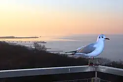 Widok na molo z dachu sanatorium Perła Bałtyku (2015)