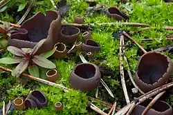 Peziza pseudoviolacea