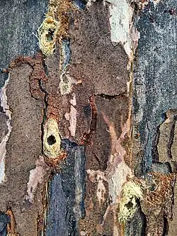 Przypłaszczek granatek - uszkodzenia drewna