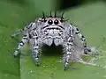 Phidippus putnami