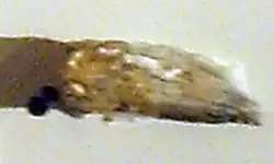 Crocodile tooth in museum