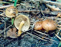 Łuskwiak wypaleniskowy