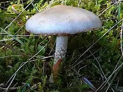 łuskwiak śluzowaty