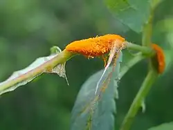 Ecja i zniekształcenia pędu