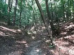 Jeden z parowów zbocza doliny Wisły we wsi Pień