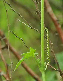 Pęd z wąsem czepnym