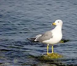 Larus armeniacus