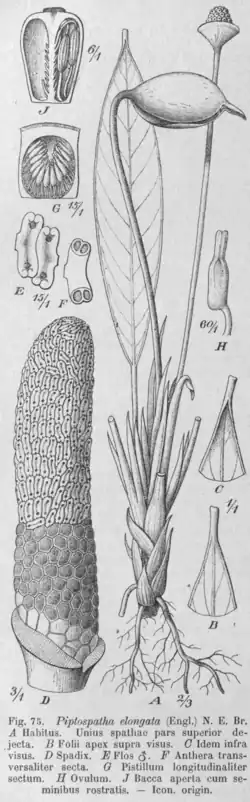 Piptospatha elongata