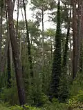 Gaj sosnowy w rezerwacie przyrody