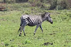 Zebra