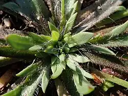 Rozwijające się liście