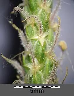 Kwiat z wystającą szyjką słupka