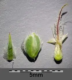 Przysadka, kielich i korona ze słupkiem