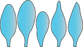 Pleurocystydy u pochwiaka okazałego