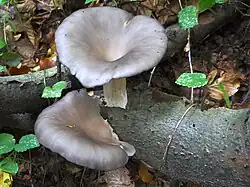 Boczniak niebieskawy