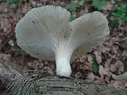 Boczniak rowkowanotrzonowy