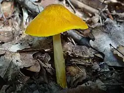 Kapelusz bez garbka u drobnołuszczaka żółtawego