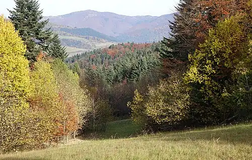 Dolina Zagrońskiego Potoku. W głębi Beskid Sądecki