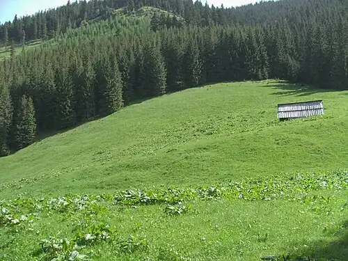 Nad polaną zbocza Pośredniej Kopki