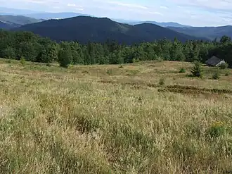 Widok na Gorce: Wielki Wierch i Kiczorę Kamienicką