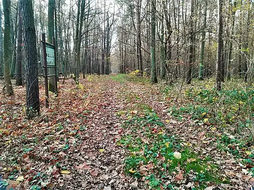 Jedna z dróg leśnych